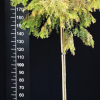 Metasequoia glyptostroboides 'Matthaei Broom' - metasekwoja chińska - Metasequoia glyptostroboides 'Matthaei Broom'