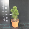 Pinus heldreichii  'Malinki' - Schlangenhaut-Kiefer - Pinus heldreichii 'Malinki' ; Pinus leucodermis