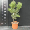 Pinus nigra 'Géant de Suisse' - Schwarzkiefer - Pinus nigra 'Géant de Suisse'