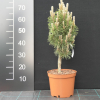 Pinus nigra 'Komet' - sosna czarna - Pinus nigra 'Komet'