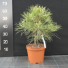Pinus nigra 'Spielberg' - sosna czarna - Pinus nigra 'Spielberg'