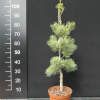 Pinus parviflora 'Blue Giant' - Mädchen-Kiefer - Pinus parviflora 'Blue Giant'