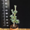 Pinus parviflora 'Hagaromo Seedling' - sosna drobnokwiatowa - Pinus parviflora 'Hagaromo Seedling'