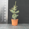 Pinus parviflora 'Schoon's Bonsai' - sosna drobnokwiatowa - Pinus parviflora 'Schoon's Bonsai'