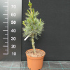 Pinus pumila 'Säntis' - Zwerg-Kiefer - Pinus pumila 'Säntis'