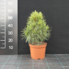 Pinus sylvestris 'Globosa Viridis' - sosna zwyczajna - Pinus sylvestris 'Globosa Viridis'