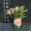 Vranov PBR - różanecznik wielkokwiatowy - Rhododendron hybridum 'Vranov' PBR