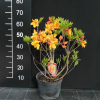 Sunte Nectarine - Azalia wielkokwiatowa - Sunte Nectarine - Rhododendron (Azalea)