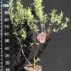 Elaeagnus multiflora -oliwnik wielokwiatowy - Elaeagnus multiflora