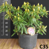Kazimierz Odnowiciel ROYAL VIOLET PBR - Rhododendron hybrid - Kazimierz Odnowiciel ROYAL VIOLET PBR - Rhododendron hybridum
