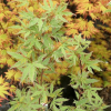 Acer palmatum 'Butterfly'- klon palmowy - Acer palmatum 'Butterfly'