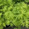Acer palmatum 'Going Green' - Fächer-Ahorn - Acer palmatum 'Going Green'