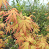 Acer palmatum 'Orange Dream' - Fächer-Ahorn - Acer palmatum 'Orange Dream'