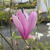 Orchid - magnolia purpurowa - Orchid - magnolia liliflora