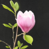 Satisfaction - Tulpen-Magnolie - Satisfaction - Magnolia soulangeana