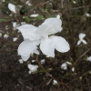 x loebneri 'Snowdrift' - magnolia Loebnera - Magnolia x loebneri 'Snowdrift'