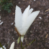 Wada's Memory - magnolia - Magnolia 'Wada's Memory'