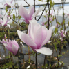 xsoulangeana 'Andre Leroy' - magnolia pośrednia; magnolia Soulange'a - Magnolia xsoulangeana 'Andre Leroy'