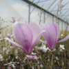 xsoulangeana 'Andre Leroy' - Tulpen-Magnolie - Magnolia xsoulangeana 'Andre Leroy'