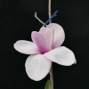Atlas  - Magnolie - Magnolia 'Atlas'