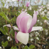 xsoulangeana 'Coates' - magnolia pośrednia; magnolia Soulange'a - Magnolia x soulangeana 'Coates'