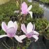 xsoulangeana 'Coates' - Tulpen-Magnolie - Magnolia x soulangeana 'Coates'