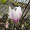 denudata 'Dan Xin' FRAGRANT CLOUD - magnolia naga - Magnolia denudata 'Dan Xin' FRAGRANT CLOUD