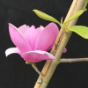 Sweet Valentine - magnolia - Magnolia 'Sweet Valentine'