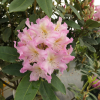 Švihov - różanecznik wielkokwiatowy - Rhododendron hybridum 'Švihov'