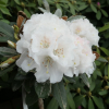 Teddy Bear - różanecznik bureavii x degronianum ssp. yakushimanum - Teddy Bear - Rhododendron bureavii x degronianum ssp. yakushimanum