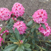Hachmari MARIANKA - różanecznik - Hachmari MARIANKA - Rhododendron