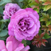 Lila Wunder - Róża parkowa - Rose Lila Wunder