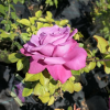 Lila Wunder - Parkrose - Rose Lila Wunder