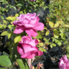 Lila Wunder - Róża parkowa - Rose Lila Wunder