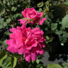 Pink Peace - Großblütige Rose - Rosa Pink Peace