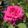 Pink Peace - Großblütige Rose - Rosa Pink Peace