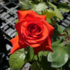 Sika - róża wielkokwiatowa - Rosa - Sika