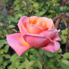 Troika - róża wielkokwiatowa - Rosa - Troika