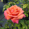 Troika - Großblütige Rose - Rosa - Troika