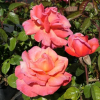 Troika - róża wielkokwiatowa - Rosa - Troika