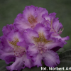 Střekov - Rhododendron Hybride - Rhododendron hybridum 'Střekov'