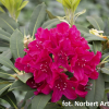 Vranov PBR - Rhododendren Hybride - Rhododendron hybridum 'Vranov' PBR