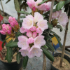 Yaku Angel - Rhododendron selekt degronianum ssp. yakushimanum var. yakushimanum - Yaku Angel - Rhododendron selekt degronianum ssp. yakushimanum var. yakushimanum
