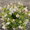 Hydrangea paniculata 'HP0PR013' CANDLELIGHT PBR - hortensja bukietowa - Hydrangea paniculata 'HP0PR013' CANDLELIGHT PBR