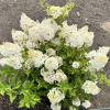 Hydrangea paniculata 'Ren101' DIAMANTINO PBR - Rispenhortensie - Hydrangea paniculata 'Ren101' DIAMANTINO PBR