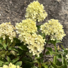 Hydrangea paniculata LITTLE LIME 'Jane' ® - hortensja bukietowa - Hydrangea paniculata LITTLE LIME 'Jane' ®