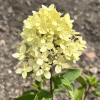 Hydrangea paniculata LITTLE LIME 'Jane' ® -  Rispenhortensie - Hydrangea paniculata LITTLE LIME 'Jane' ®
