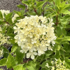 Hydrangea paniculata 'Renvagor' ROMANTIC ACE - hortensja bukietowa - Hydrangea paniculata 'Renvagor' ROMANTIC ACE