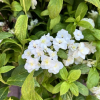 Hydrangea serrata 'HSOPR014' WHITE ON WHITE PBR - hortensja piłkowana - Hydrangea serrata 'HSOPR014' WHITE ON WHITE PBR