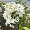 Hydrangea paniculata 'White Moth' - Rispenhortensie - Hydrangea paniculata 'White Moth'